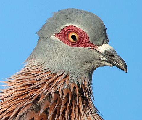 Speckled Pigeon